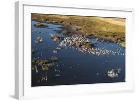 Aerial View of Great White Pelicans (Pelecanus Onocrotalus), Okavango Delta, Botswana, Africa-Sergio Pitamitz-Framed Photographic Print