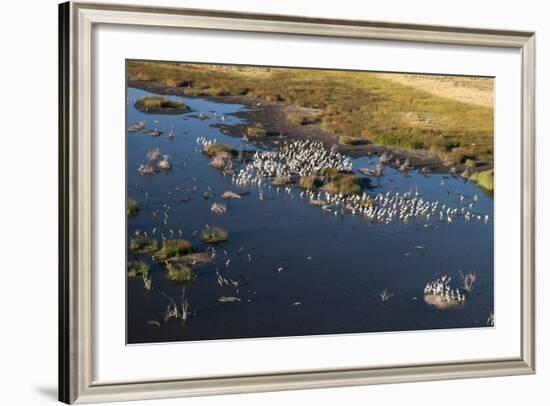 Aerial View of Great White Pelicans (Pelecanus Onocrotalus), Okavango Delta, Botswana, Africa-Sergio Pitamitz-Framed Photographic Print