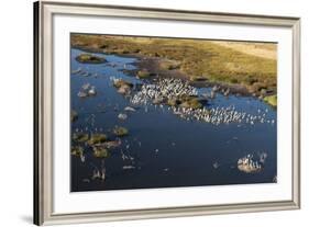 Aerial View of Great White Pelicans (Pelecanus Onocrotalus), Okavango Delta, Botswana, Africa-Sergio Pitamitz-Framed Photographic Print