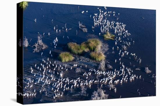 Aerial View of Great White Pelicans (Pelecanus Onocrotalus), Okavango Delta, Botswana, Africa-Sergio Pitamitz-Stretched Canvas