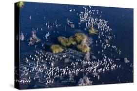 Aerial View of Great White Pelicans (Pelecanus Onocrotalus), Okavango Delta, Botswana, Africa-Sergio Pitamitz-Stretched Canvas