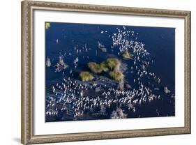 Aerial View of Great White Pelicans (Pelecanus Onocrotalus), Okavango Delta, Botswana, Africa-Sergio Pitamitz-Framed Photographic Print