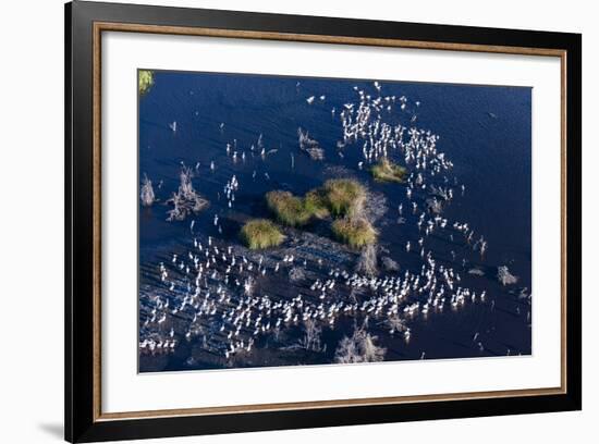 Aerial View of Great White Pelicans (Pelecanus Onocrotalus), Okavango Delta, Botswana, Africa-Sergio Pitamitz-Framed Photographic Print