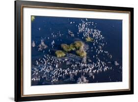 Aerial View of Great White Pelicans (Pelecanus Onocrotalus), Okavango Delta, Botswana, Africa-Sergio Pitamitz-Framed Photographic Print