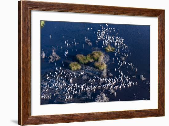 Aerial View of Great White Pelicans (Pelecanus Onocrotalus), Okavango Delta, Botswana, Africa-Sergio Pitamitz-Framed Photographic Print