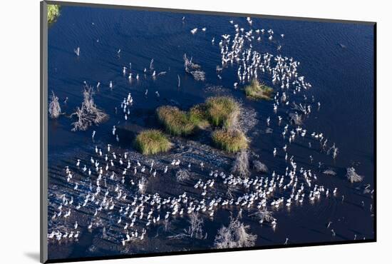 Aerial View of Great White Pelicans (Pelecanus Onocrotalus), Okavango Delta, Botswana, Africa-Sergio Pitamitz-Mounted Photographic Print