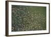 Aerial View of Greater Flamingo (Phoenicopterus Ruber) Flock in Flight, Bahía De Cádiz Np, Spain-López-Framed Photographic Print