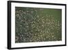 Aerial View of Greater Flamingo (Phoenicopterus Ruber) Flock in Flight, Bahía De Cádiz Np, Spain-López-Framed Photographic Print