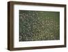 Aerial View of Greater Flamingo (Phoenicopterus Ruber) Flock in Flight, Bahía De Cádiz Np, Spain-López-Framed Photographic Print