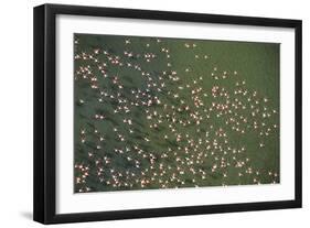 Aerial View of Greater Flamingo (Phoenicopterus Ruber) Flock in Flight, Bahía De Cádiz Np, Spain-López-Framed Photographic Print