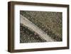 Aerial View of Greater Flamingo (Phoenicopterus Ruber) Flock in Flight, Bahía De Cádiz Np, Spain-López-Framed Photographic Print