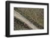 Aerial View of Greater Flamingo (Phoenicopterus Ruber) Flock in Flight, Bahía De Cádiz Np, Spain-López-Framed Photographic Print