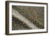 Aerial View of Greater Flamingo (Phoenicopterus Ruber) Flock in Flight, Bahía De Cádiz Np, Spain-López-Framed Photographic Print