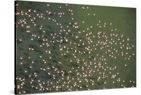 Aerial View of Greater Flamingo (Phoenicopterus Ruber) Flock in Flight, Bahía De Cádiz Np, Spain-López-Stretched Canvas