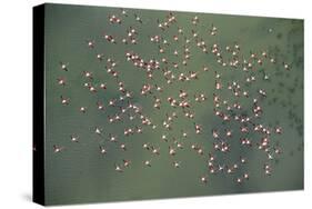 Aerial View of Greater Flamingos in Flight, Bahía De Cádiz Natural Park, Cádiz, Andalusia, Spain-López-Stretched Canvas