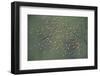 Aerial View of Greater Flamingos in Flight, Bahía De Cádiz Natural Park, Cádiz, Andalusia, Spain-López-Framed Photographic Print