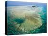 Aerial View of Green Island, The Great Barrier Reef, Cairns Area, North Coast, Queensland-Walter Bibikow-Stretched Canvas
