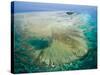 Aerial View of Green Island, The Great Barrier Reef, Cairns Area, North Coast, Queensland-Walter Bibikow-Stretched Canvas