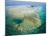 Aerial View of Green Island, The Great Barrier Reef, Cairns Area, North Coast, Queensland-Walter Bibikow-Mounted Photographic Print