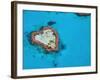 Aerial View of Heart Reef, Great Barrier Reef, Queensland, Australia-Michele Falzone-Framed Photographic Print