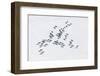 Aerial View of Herd of Reindeer, Which Ran on Snow in Tundra.-Vladimir Melnikov-Framed Photographic Print