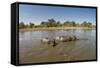 Aerial View of Hippo Pond, Moremi Game Reserve, Botswana-Paul Souders-Framed Stretched Canvas