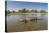 Aerial View of Hippo Pond, Moremi Game Reserve, Botswana-Paul Souders-Stretched Canvas