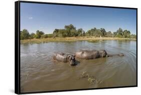 Aerial View of Hippo Pond, Moremi Game Reserve, Botswana-Paul Souders-Framed Stretched Canvas