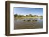 Aerial View of Hippo Pond, Moremi Game Reserve, Botswana-Paul Souders-Framed Premium Photographic Print