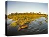 Aerial View of Hippopotamus at Sunset, Moremi Game Reserve, Botswana-Paul Souders-Stretched Canvas