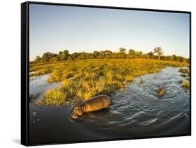 Aerial View of Hippopotamus at Sunset, Moremi Game Reserve, Botswana-Paul Souders-Framed Stretched Canvas