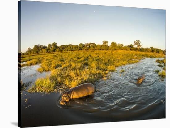 Aerial View of Hippopotamus at Sunset, Moremi Game Reserve, Botswana-Paul Souders-Stretched Canvas
