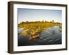 Aerial View of Hippopotamus at Sunset, Moremi Game Reserve, Botswana-Paul Souders-Framed Premium Photographic Print