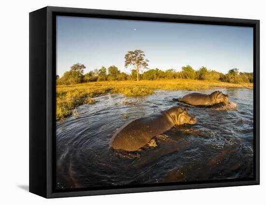 Aerial View of Hippopotamus at Sunset, Moremi Game Reserve, Botswana-Paul Souders-Framed Stretched Canvas