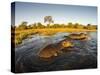 Aerial View of Hippopotamus at Sunset, Moremi Game Reserve, Botswana-Paul Souders-Stretched Canvas