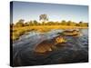 Aerial View of Hippopotamus at Sunset, Moremi Game Reserve, Botswana-Paul Souders-Stretched Canvas