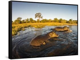 Aerial View of Hippopotamus at Sunset, Moremi Game Reserve, Botswana-Paul Souders-Framed Stretched Canvas