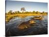 Aerial View of Hippopotamus at Sunset, Moremi Game Reserve, Botswana-Paul Souders-Stretched Canvas