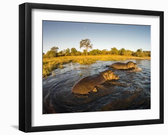 Aerial View of Hippopotamus at Sunset, Moremi Game Reserve, Botswana-Paul Souders-Framed Premium Photographic Print