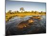 Aerial View of Hippopotamus at Sunset, Moremi Game Reserve, Botswana-Paul Souders-Mounted Premium Photographic Print