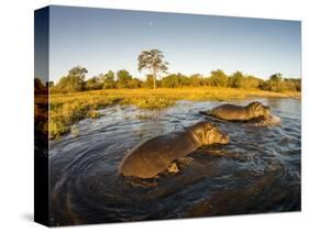 Aerial View of Hippopotamus at Sunset, Moremi Game Reserve, Botswana-Paul Souders-Stretched Canvas