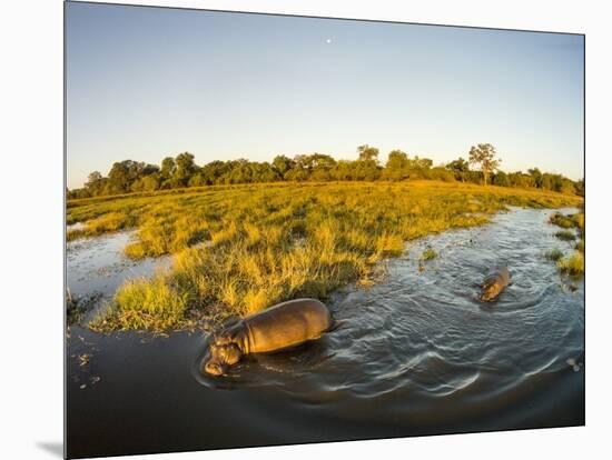 Aerial View of Hippopotamus at Sunset, Moremi Game Reserve, Botswana-Paul Souders-Mounted Photographic Print