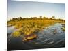 Aerial View of Hippopotamus at Sunset, Moremi Game Reserve, Botswana-Paul Souders-Mounted Photographic Print