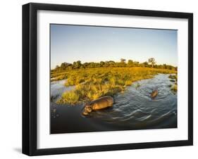 Aerial View of Hippopotamus at Sunset, Moremi Game Reserve, Botswana-Paul Souders-Framed Photographic Print