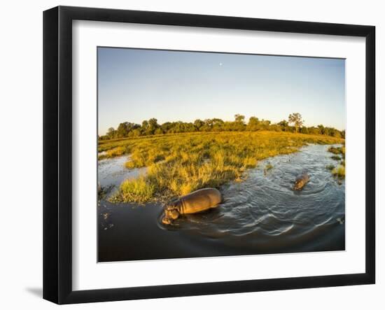 Aerial View of Hippopotamus at Sunset, Moremi Game Reserve, Botswana-Paul Souders-Framed Photographic Print