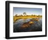 Aerial View of Hippopotamus at Sunset, Moremi Game Reserve, Botswana-Paul Souders-Framed Photographic Print