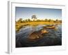 Aerial View of Hippopotamus at Sunset, Moremi Game Reserve, Botswana-Paul Souders-Framed Photographic Print