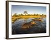 Aerial View of Hippopotamus at Sunset, Moremi Game Reserve, Botswana-Paul Souders-Framed Photographic Print