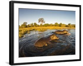 Aerial View of Hippopotamus at Sunset, Moremi Game Reserve, Botswana-Paul Souders-Framed Photographic Print