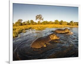 Aerial View of Hippopotamus at Sunset, Moremi Game Reserve, Botswana-Paul Souders-Framed Photographic Print